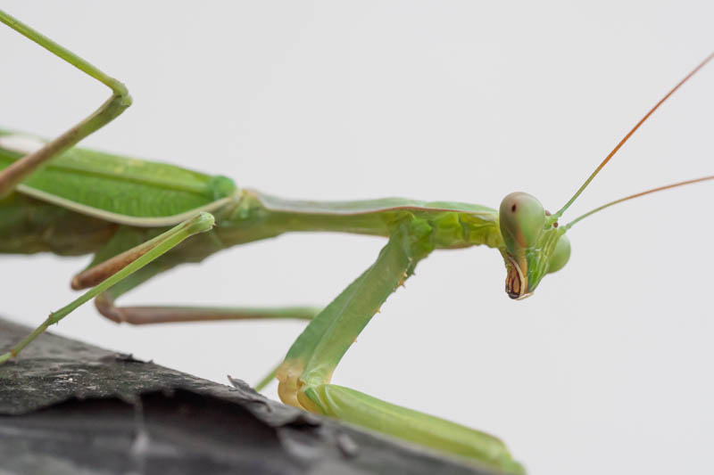 Sphodromantis viridis (African Mantis).jpg